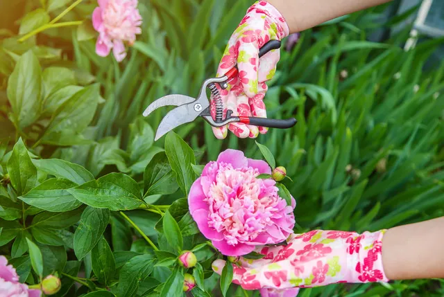 Recidi i fiori di peonia e goditi tutta la loro bellezza - foto Leroy Merlin