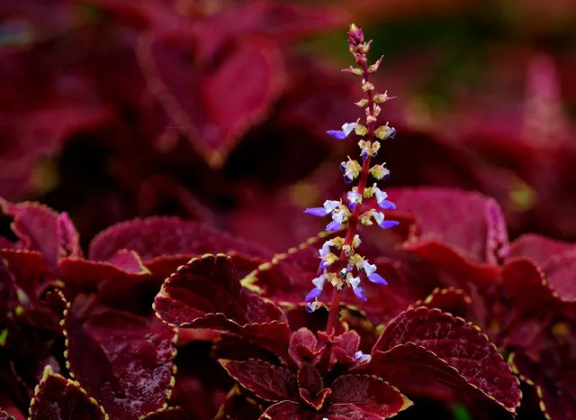 Recidi le spighe se vuoi mantenere belle le foglie della tua pianta di Coleus – foto Pixabay