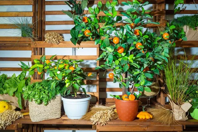 Se non hai un giardino, non disperare! Coltiva le tue piante da frutto in vaso! – foto Leroy Merlin