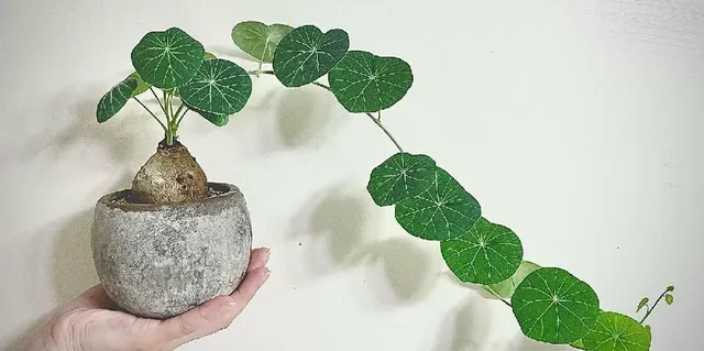 Lunghi steli rampicanti con foglie tonde, è la Stephania erecta – foto Plant Carefully