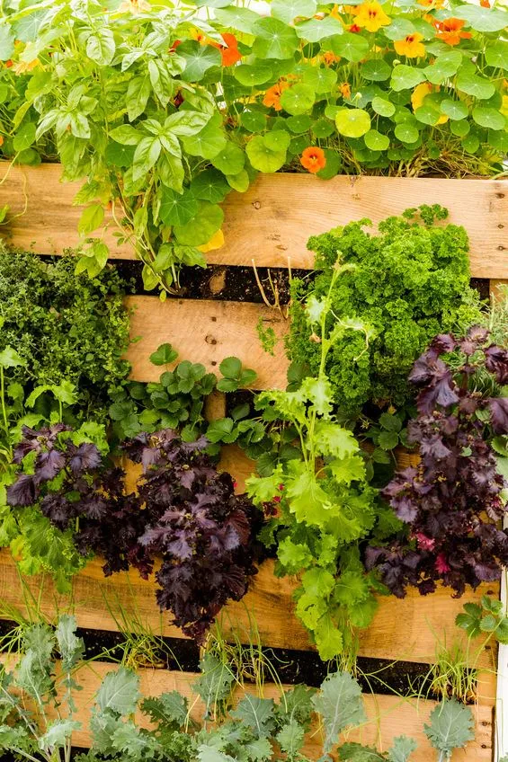Hai poco spazio per l’orto? Coltiva verdure su un pallet, in verticale – foto Leroy Merlin