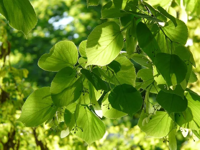 Le foglie cuoriformi del Tiglio sono di un bel colore verde brillante - foto Pixabay