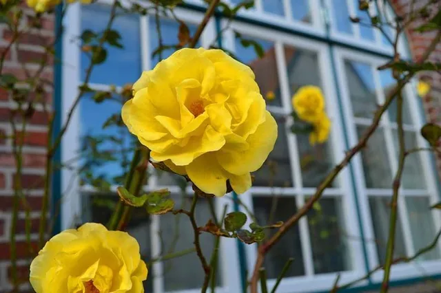Cura sempre le tue rose se vuoi mantenerle belle e sane e godere della loro bellezza - foto Pixabay