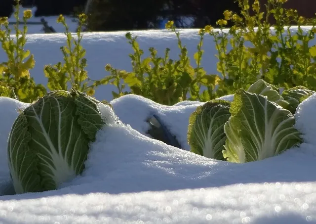 In inverno gusta i saporiti cavoli cresciuti sotto la neve! – foto Pixabay
