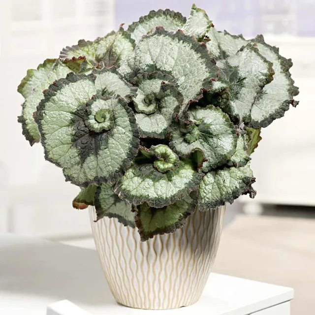 Un semplice vaso in ceramica esalterà la bellezza della tua begonia – foto Dobies