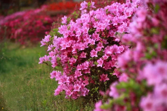 La fioritura delle azalee colora la primavera in giardino - foto Pixabay