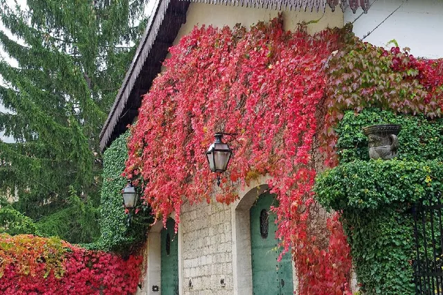 Con una pianta rampicante puoi abbellire i muri esterni di casa: scegli quella più adatta al caso tuo – foto Pixabay