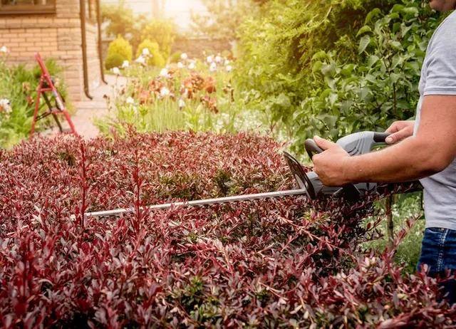 Pota la siepe del giardino per renderla più ordinata – foto Leroy Merlin