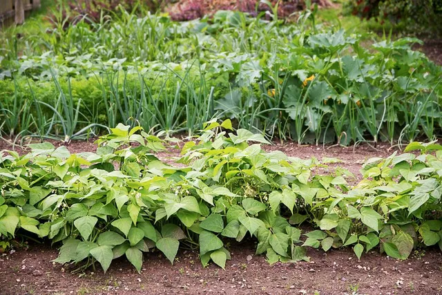 Fagiolini e zucchine si alternano nell'orto: la prima è una coltura miglioratrice!