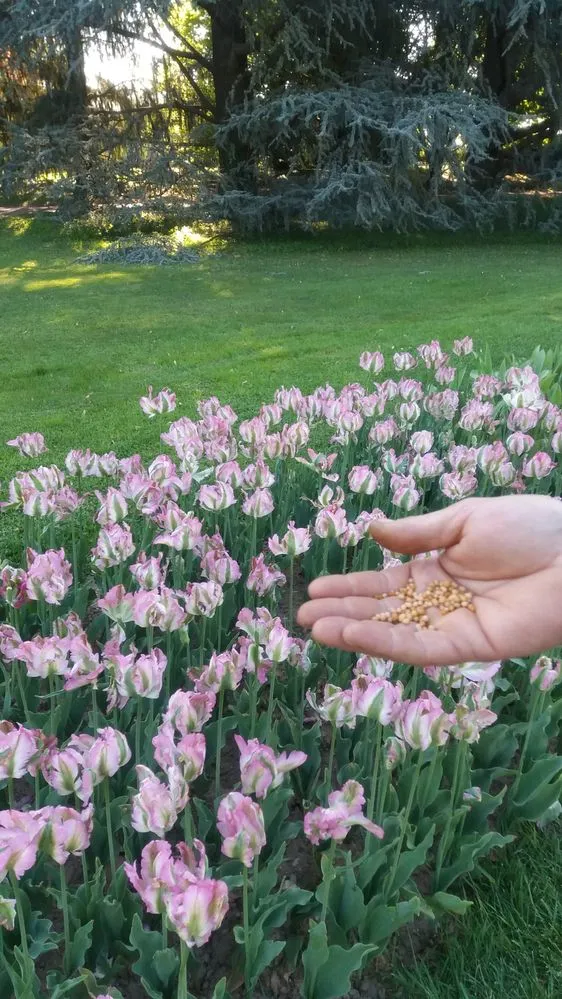 Appena inizia la fioritura, nutri i tulipani con un apporto di concime