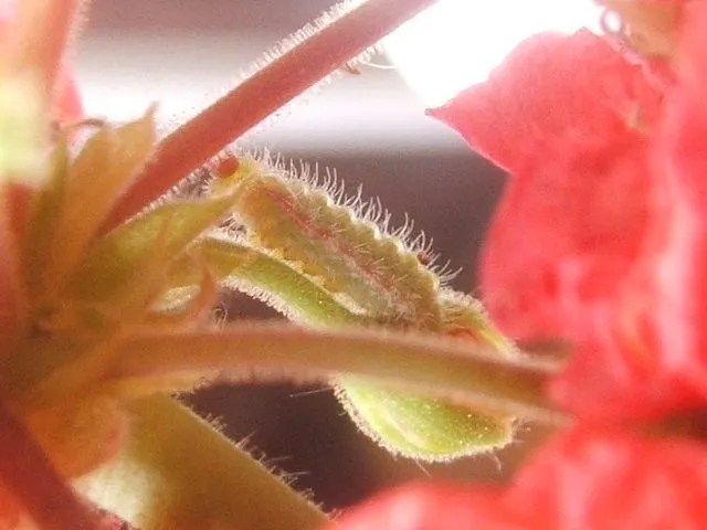 Le larve colorate e pelose di Cacyreus marshalli danneggiano il tuo geranio - foto dell'autrice