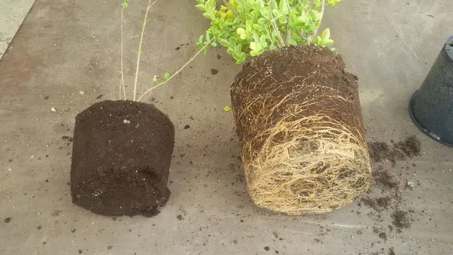 Confronto tra una pianta rinvasata da poco (sinistra) e una pianta rinvasata da tempo (destra)