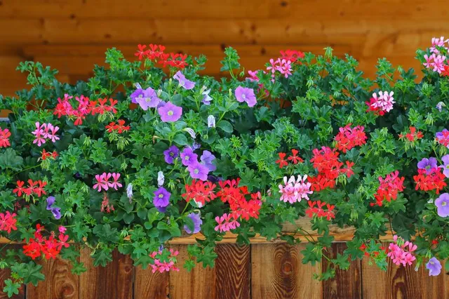 Una fioriera rustica, in legno trattato, è l'ideale per una casa in montagna!