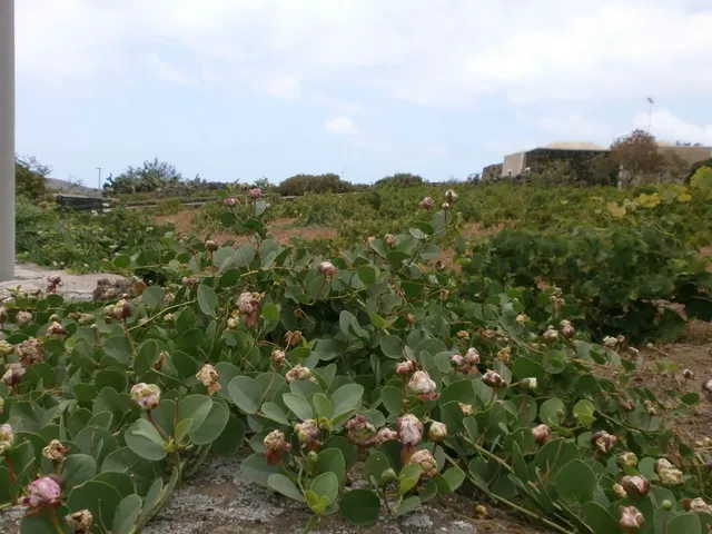 Il cappero vive in terreni estremamente poveri e soleggiati, come sull'isola di Pantelleria - foto dell'autrice