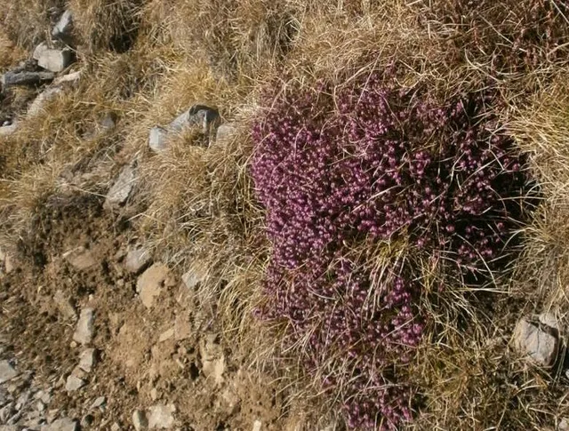 L'erica è l'ideale per un terreno in montagna, anche esposto al vento - foto dell'autrice