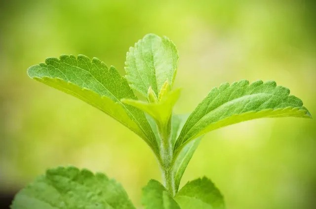 Le foglie di Stevia sono dolci come lo zucchero!