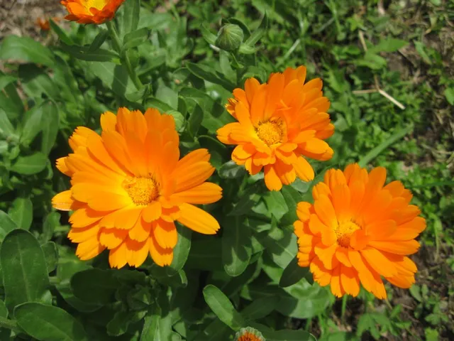La Calendula ha stupendi fiori arancione! - foto dell'autrice