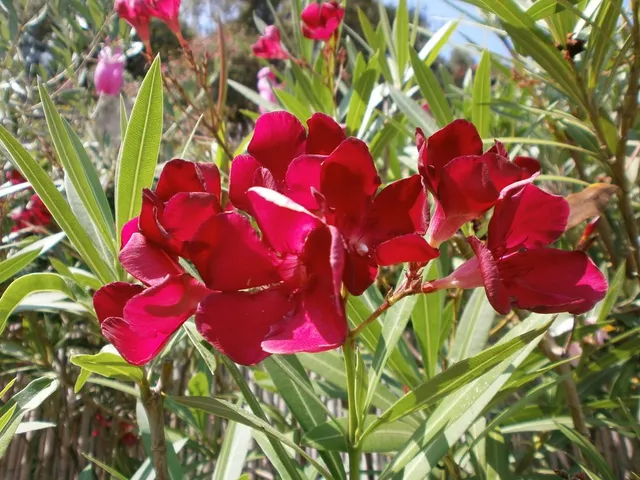 L'Oleandro è colorato di fiori da maggio a settembre - foto dell'autrice