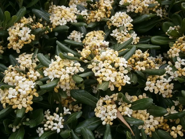 Il Pitosforo, dai fiori profumatissimi, è una pianta tipicamente costiera - foto dell'autrice