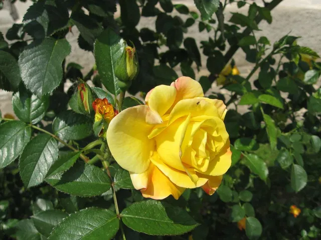 La bellezza di una rosa può essere rovinata da malattie come la Ruggine - foto dell'autrice