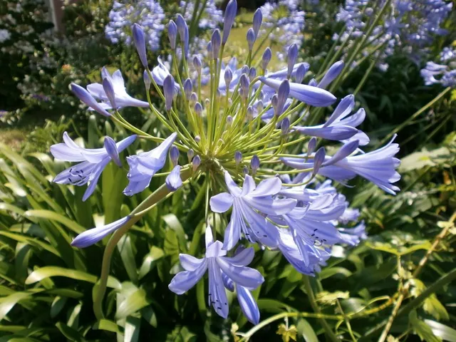 Le infiorescenze globose dell'Agapanthus sono formate da tanti piccoli fiori azzurri o bianchi - foto dell'autrice