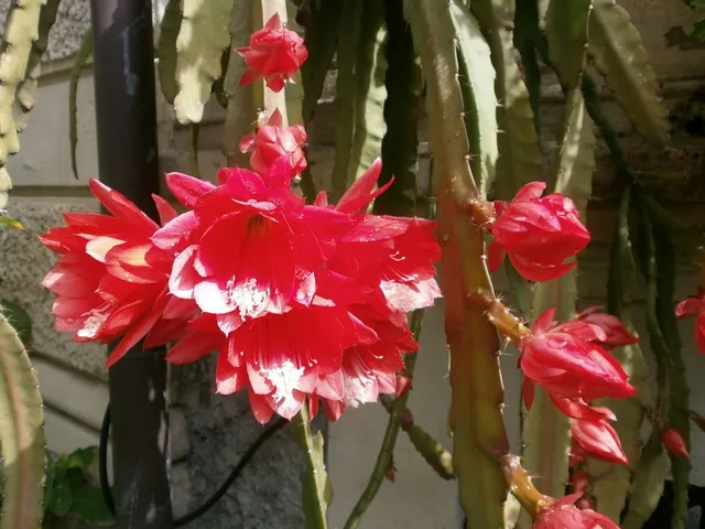 Ripsalidopsis: regala una strepitosa fioritura a inizio estate! - foto dell'autrice