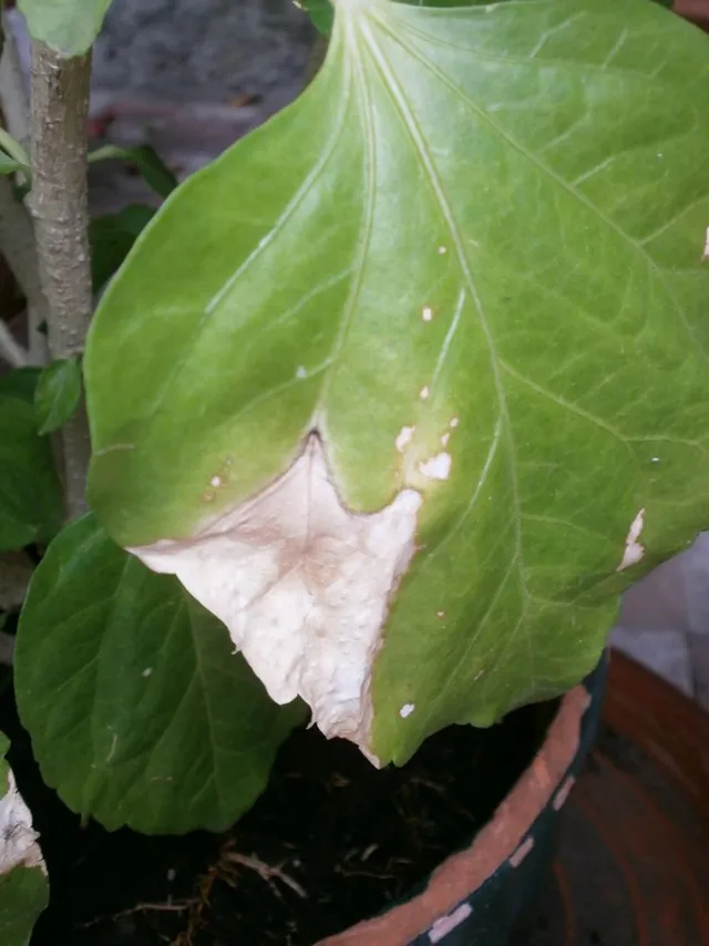 La comparsa di macchie sulle foglie può indicare lo sviluppo di una malattia fungina - foto dell'autrice