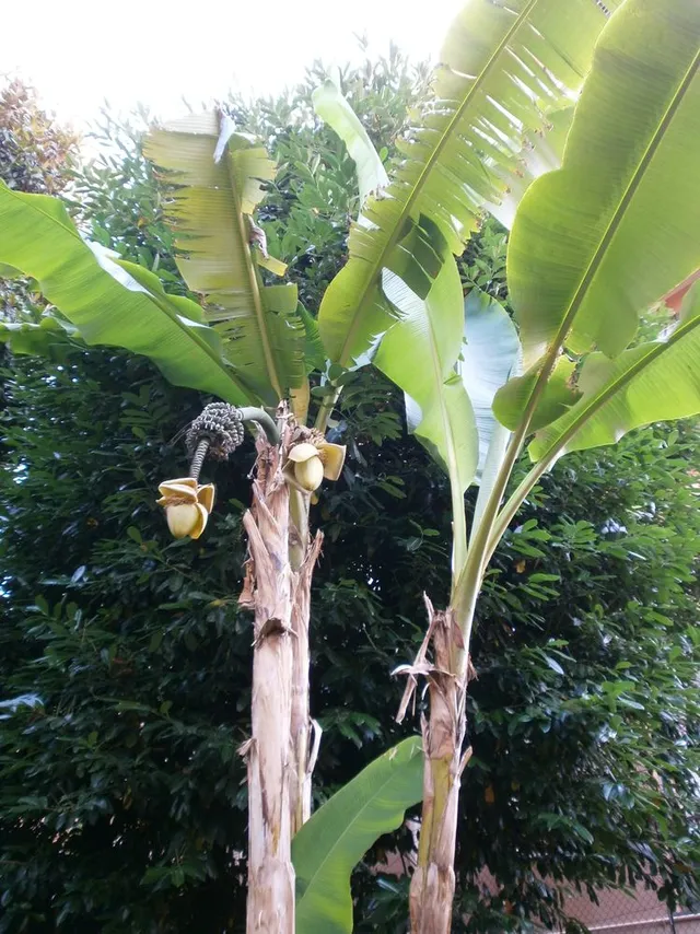 Banano - foto dell'autrice