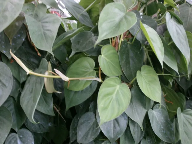 Le foglie del Filodendro sembrano tanti cuori verdi! - foto dell'autrice