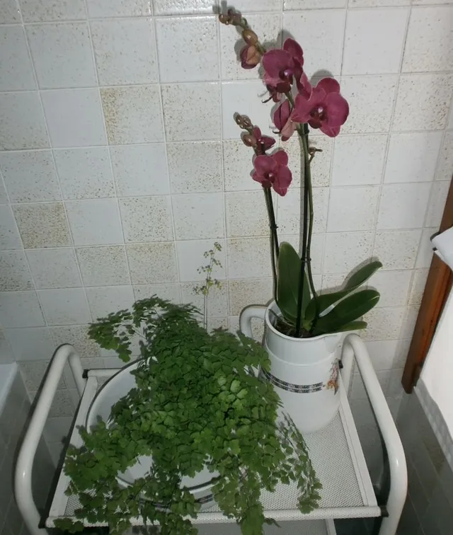 Anche le orchidee gradiscono l'umidità elevata di questa stanza - foto dell'autrice
