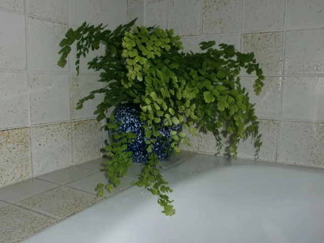 Il capelvenere cresce bello e rigoglioso in bagno : mettetelo sul bordo della vasca!- foto dell'autrice