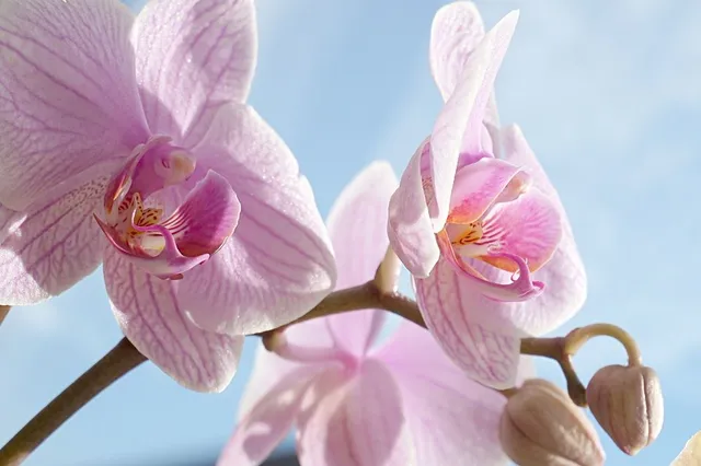 I fiori delle Phalaenopsis sembrano farfalle colorate - foto Pixabay