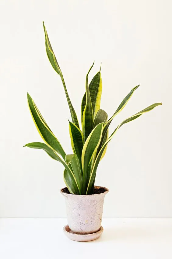 La Sanseveria, con le sue foglie coriacee, è una delle piante ritenute utili ad alleviare le radiazioni in casa - foto Pixabay