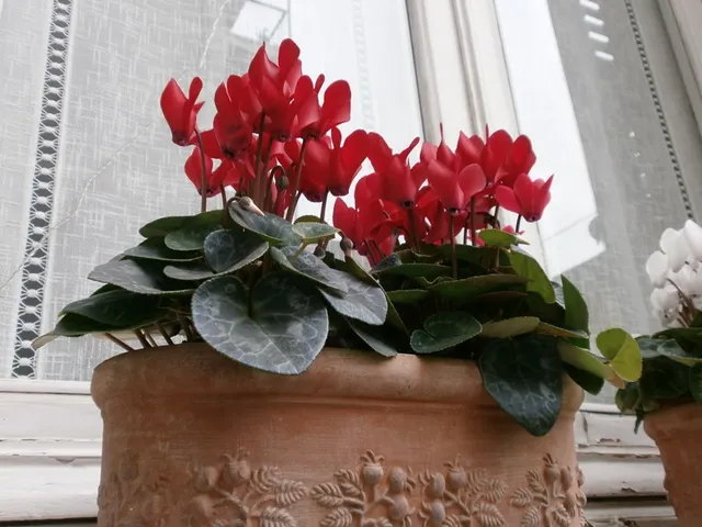 Ciclamini sul davanzale - foto dell'autrice