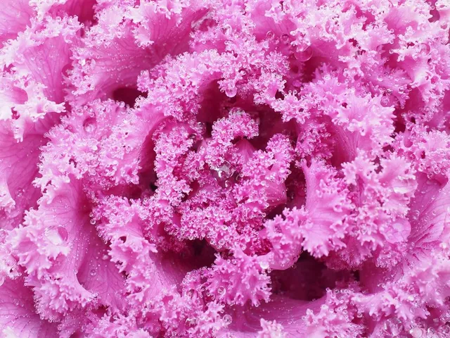 Brassica ornamentale: sembrano cavoli, coloratissimi, ma non sono da mangiare! - foto Pixabay