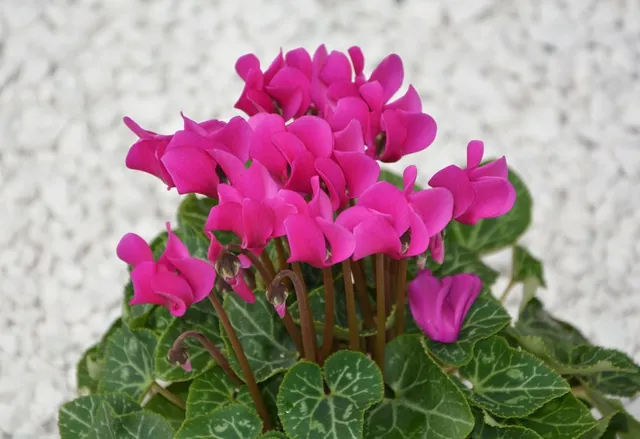 I ciclamini sono i più facili fiori invernali da coltivare in vaso - foto Pixabay