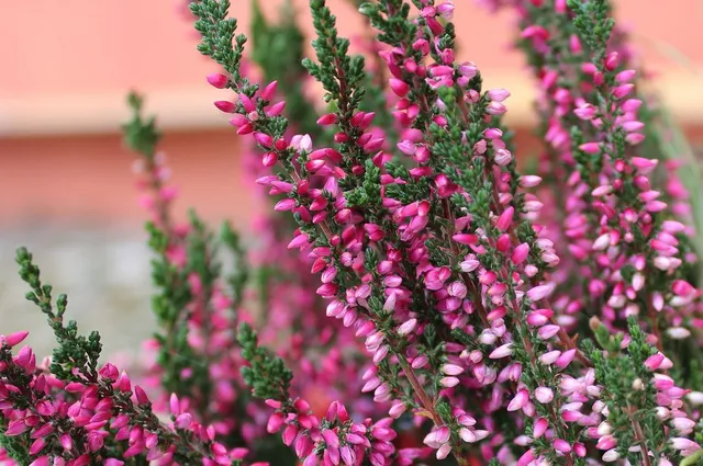 Estremamente rustica, l'erica ti conquisterà con i suoi fiorellini rosa! - foto Pixabay