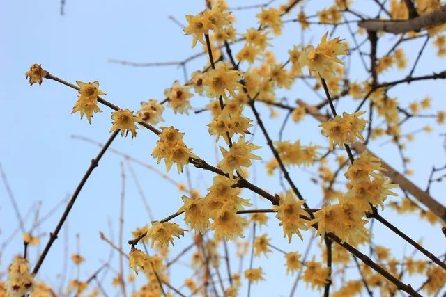 Semplici e inaspettati, sono i delicati fiori del Calicanto - foto Pixabay