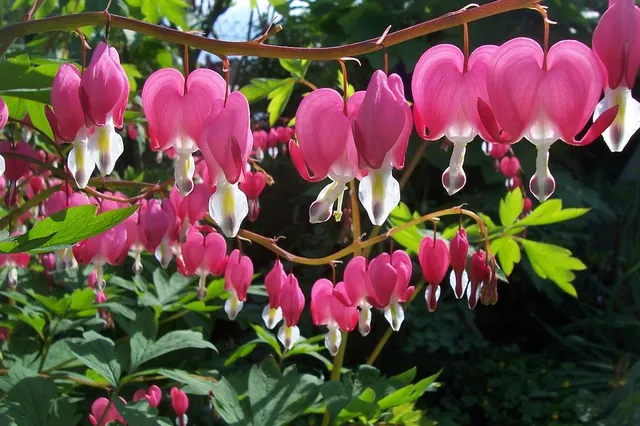 La fioritura della Dicentra spectabilis sarà più ricca e vivace con le cure appropriate  - foto Pixabay