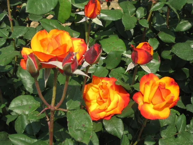 La fioritura delle rose ti delizierà di colore e profumo per tutta l'estate! - foto dell'autrice
