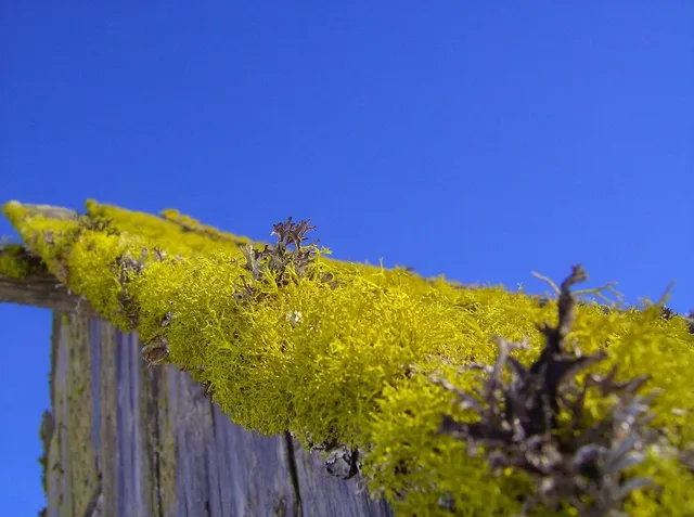 I licheni sono molto utilizzati per la copertura di tetti verdi - foto Pixabay