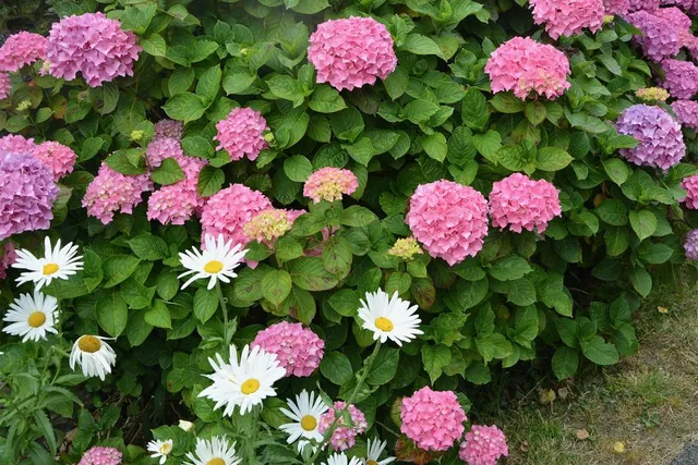 Anche le ortensie e altri fiori sono indicati per creare siepi informali - foto Pixabay