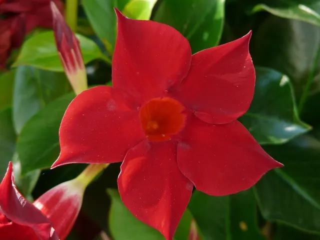 I vistosi fiori colorati delle Sundaville non passano inosservati! - foto Pixabay