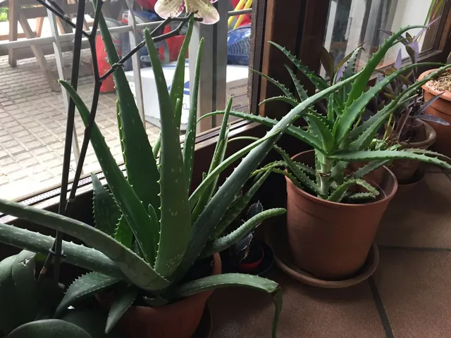 In inverno, proteggi le Aloe dal freddo - foto dell'autrice