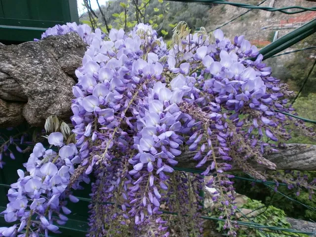 Grappoli di profumatissimi fiorellini viola - foto dell'autrice