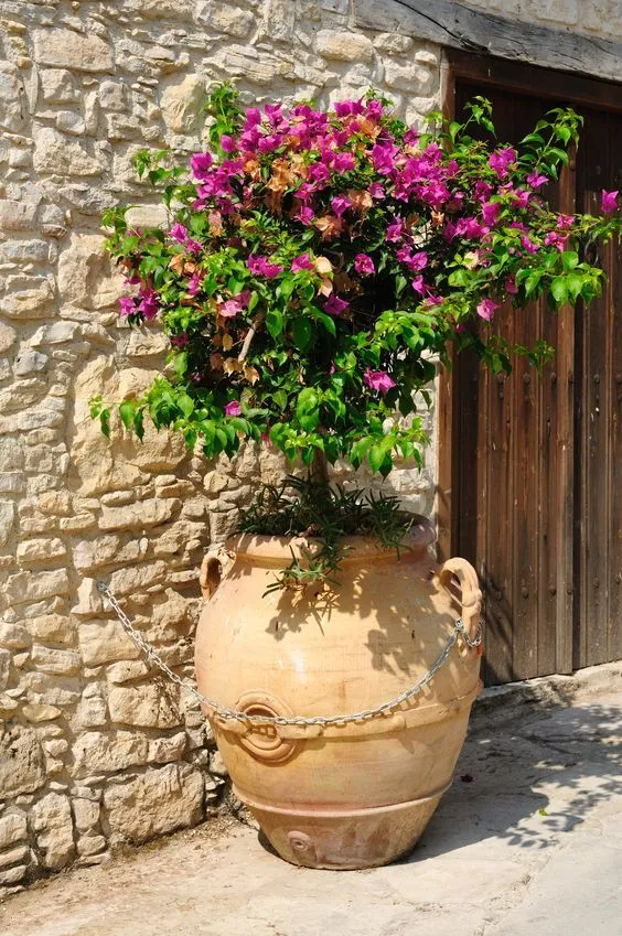 La Bouganville cresce bene anche in grossi vasi di coccio o terracotta - foto Pixabay
