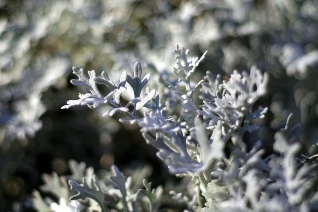 Le foglie dell'Assenzio sono color grigio-argento - foto Pixabay