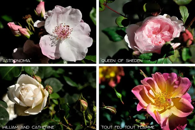 Alcune varietà di rosa – Federica Cornalba