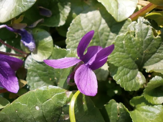 Viola canina - foto dell'autrice