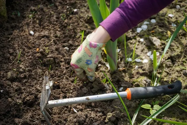 Elimina le erbacce a mano, man mano che crescono e utilizza prodotti di origine naturale per il tuo orto biologico! - foto Pixabay